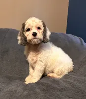 Gizmo, a male Cockapoo for sale in Kosciusko, MS – 2 of 4