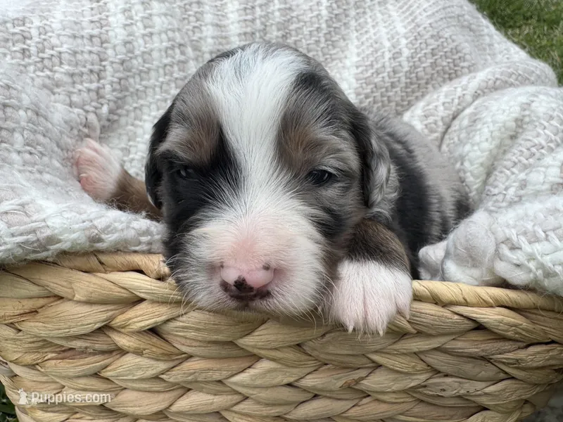 Aussie Mountain Doodle Henry, a male Miniature Australian Shepherd and Miniature Bernedoodle for sale in Wayne, WV – Photo 1 of 9