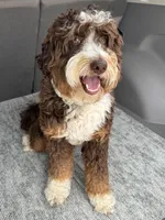 Aussie Mountain Doodle Henry, a male Miniature Australian Shepherd and Miniature Bernedoodle for sale in Wayne, WV – Photo 8 of 9