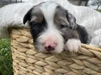 Aussie Mountain Doodle Henry, a male Miniature Australian Shepherd and Miniature Bernedoodle for sale in Wayne, WV – Photo 2 of 9