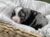 Aussie Mountain Doodle Henry, a male Miniature Australian Shepherd and Miniature Bernedoodle for sale in Wayne, WV – Photo 3 of 9
