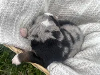 Aussie Mountain Doodle Henry, a male Miniature Australian Shepherd and Miniature Bernedoodle for sale in Wayne, WV – Photo 6 of 9