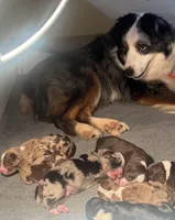Aussie Mountain Doodle Henry, a male Miniature Australian Shepherd and Miniature Bernedoodle for sale in Wayne, WV – Photo 4 of 9