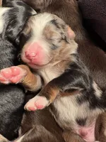 Aussie Mountain Doodle Henry, a male Miniature Australian Shepherd and Miniature Bernedoodle for sale in Wayne, WV – Photo 5 of 9