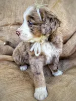 Meg, a female Australian Shepherd and Bernese Mountain Dog for sale in Wayne, WV – Photo 3 of 7
