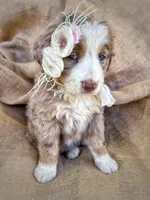 Meg, a female Australian Shepherd and Bernese Mountain Dog for sale in Wayne, WV – Photo 4 of 7