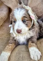 Meg, a female Australian Shepherd and Bernese Mountain Dog for sale in Wayne, WV – Photo 2 of 7