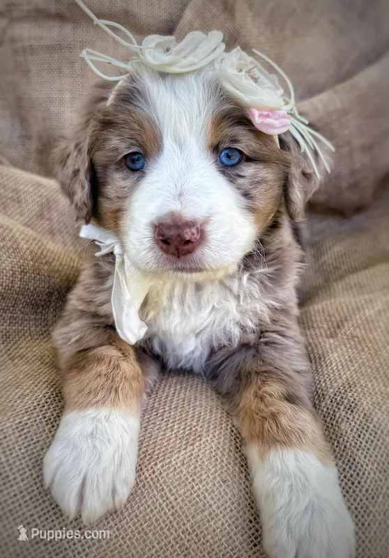 Meg, a female Australian Shepherd and Bernese Mountain Dog for sale in Wayne, WV – Photo 1 of 7
