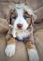 Meg, a female Australian Shepherd and Bernese Mountain Dog for sale in Wayne, WV – Photo 1 of 7