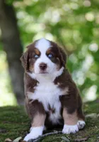 Snickers, a male Australian Shepherd and Bernese Mountain Dog for sale in Wayne, WV – 5 of 10