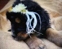 Louisa May, a female Australian Shepherd and Bernese Mountain Dog for sale in Wayne, WV – Photo 2 of 10