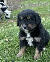 Louisa May, a female Australian Shepherd and Bernese Mountain Dog for sale in Wayne, WV – Photo 5 of 10