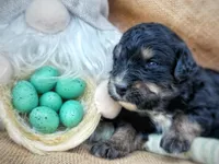 Louisa May, a female Australian Shepherd and Bernese Mountain Dog for sale in Wayne, WV – Photo 6 of 10