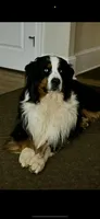 Louisa May, a female Australian Shepherd and Bernese Mountain Dog for sale in Wayne, WV – Photo 10 of 10