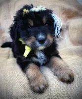 Louisa May, a female Australian Shepherd and Bernese Mountain Dog for sale in Wayne, WV – Photo 4 of 10