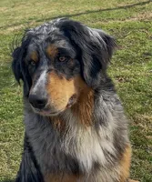 Louisa May, a female Australian Shepherd and Bernese Mountain Dog for sale in Wayne, WV – Photo 9 of 10