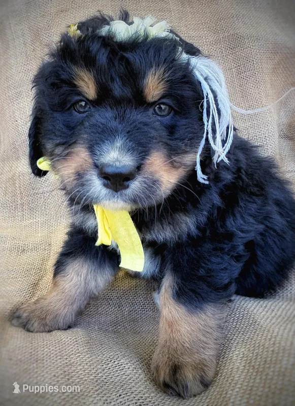 Louisa May – Australian Shepherd, Bernese Mountain Dog puppy for sale in Wayne, WV