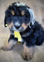 Louisa May, a female Australian Shepherd and Bernese Mountain Dog for sale in Wayne, WV – Photo 1 of 10