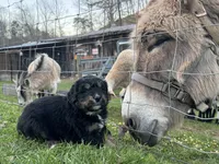 Louisa May, a female Australian Shepherd and Bernese Mountain Dog for sale in Wayne, WV – Photo 7 of 10