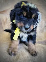 Louisa May, a female Australian Shepherd and Bernese Mountain Dog for sale in Wayne, WV – Photo 3 of 10