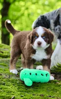 Snickers, a male Australian Shepherd and Bernese Mountain Dog for sale in Wayne, WV – 6 of 10