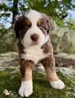 Snickers, a male Australian Shepherd and Bernese Mountain Dog for sale in Wayne, WV – 7 of 10