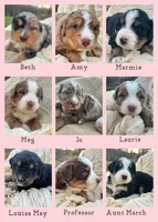 Jo, a female Australian Shepherd and Bernese Mountain Dog for sale in Wayne, WV – Photo 9 of 10