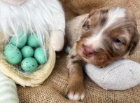Jo, a female Australian Shepherd and Bernese Mountain Dog for sale in Wayne, WV – Photo 5 of 10