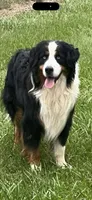 Jo, a female Australian Shepherd and Bernese Mountain Dog for sale in Wayne, WV – Photo 7 of 10