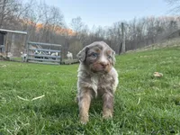 Jo, a female Australian Shepherd and Bernese Mountain Dog for sale in Wayne, WV – Photo 6 of 10