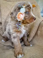 Jo, a female Australian Shepherd and Bernese Mountain Dog for sale in Wayne, WV – Photo 3 of 10
