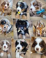 Jo, a female Australian Shepherd and Bernese Mountain Dog for sale in Wayne, WV – Photo 10 of 10
