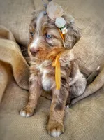 Jo, a female Australian Shepherd and Bernese Mountain Dog for sale in Wayne, WV – Photo 4 of 10