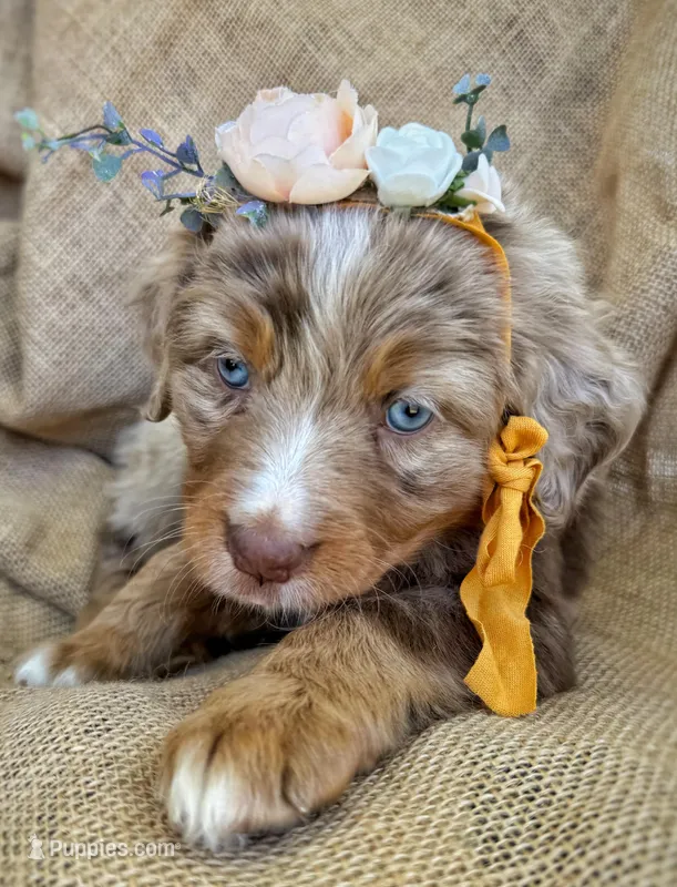 Jo – Australian Shepherd, Bernese Mountain Dog puppy for sale in Wayne, WV