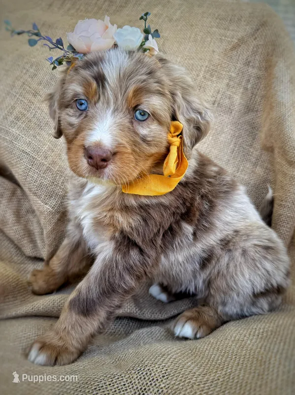 Jo – Australian Shepherd, Bernese Mountain Dog puppy for sale in Wayne, WV