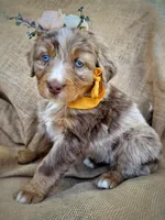 Jo, a female Australian Shepherd and Bernese Mountain Dog for sale in Wayne, WV – Photo 1 of 10