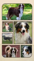Snickers, a male Australian Shepherd and Bernese Mountain Dog for sale in Wayne, WV – 9 of 10