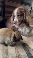 Snickers, a male Australian Shepherd and Bernese Mountain Dog for sale in Wayne, WV – 4 of 10