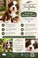 Snickers, a male Australian Shepherd and Bernese Mountain Dog for sale in Wayne, WV – 1 of 10