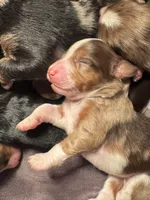 Australian Mountain Doodle Charlotte, a female Miniature Australian Shepherd and Miniature Bernedoodle for sale in Wayne, WV – Photo 10 of 10