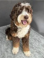 Charlotte, a female Miniature Australian Shepherd and Miniature Bernedoodle for sale in Wayne, WV – Photo 9 of 10