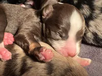 Charlotte, a female Miniature Australian Shepherd and Miniature Bernedoodle for sale in Wayne, WV – Photo 2 of 10