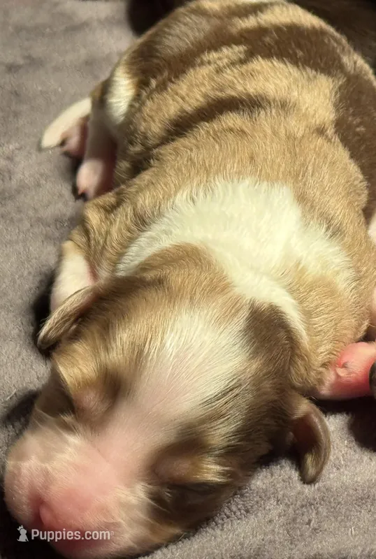Charlotte, a female Miniature Australian Shepherd and Miniature Bernedoodle for sale in Wayne, WV – Photo 1 of 10