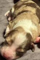 Charlotte, a female Miniature Australian Shepherd and Miniature Bernedoodle for sale in Wayne, WV – Photo 1 of 10