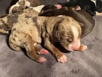 Charlotte, a female Miniature Australian Shepherd and Miniature Bernedoodle for sale in Wayne, WV – Photo 7 of 10