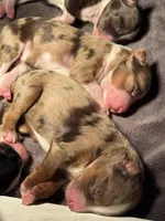 Charlotte, a female Miniature Australian Shepherd and Miniature Bernedoodle for sale in Wayne, WV – Photo 3 of 10