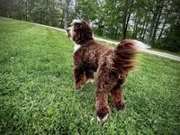 Charlotte, a female Miniature Australian Shepherd and Miniature Bernedoodle for sale in Wayne, WV – Photo 10 of 10
