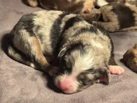 Charlotte, a female Miniature Australian Shepherd and Miniature Bernedoodle for sale in Wayne, WV – Photo 5 of 10