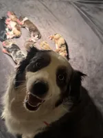 Charlotte, a female Miniature Australian Shepherd and Miniature Bernedoodle for sale in Wayne, WV – Photo 6 of 10