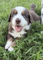 Snickers, a male Australian Shepherd and Bernese Mountain Dog for sale in Wayne, WV – 8 of 10